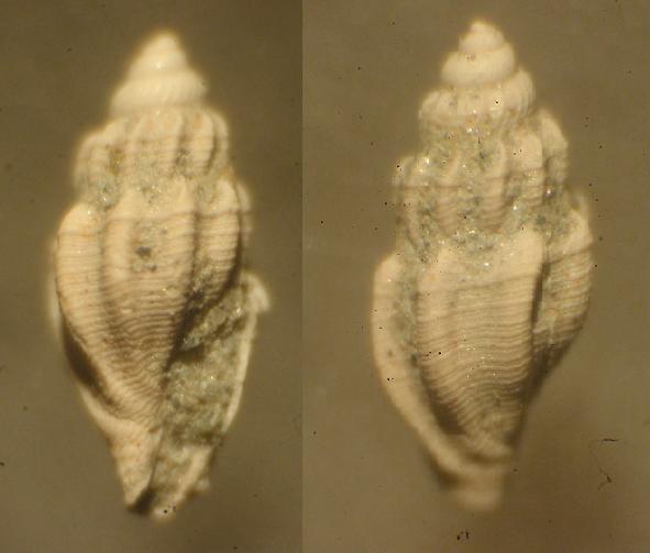 CONCHIGLIA PLIOCENE ASTI, 1